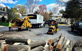 Best Tree Removal  in Grove City, OH