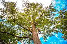 Trusted Grove City, OH Tree Removal Experts