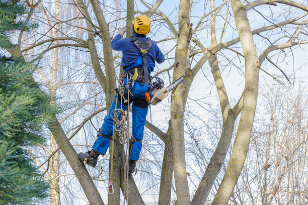 How Our Tree Care Process Works  in  Grove City, OH