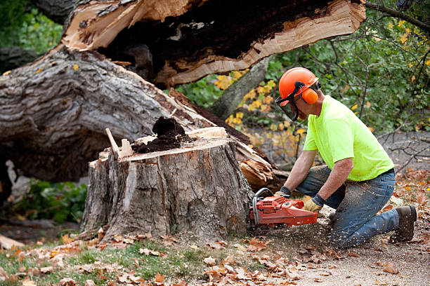 Seasonal Cleanup (Spring/Fall) in Grove City, OH